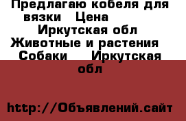  Предлагаю кобеля для вязки › Цена ­ 3 000 - Иркутская обл. Животные и растения » Собаки   . Иркутская обл.